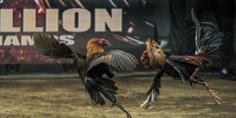 Bí Quyết Đá Gà Casino Cực Hay Từ Kinh Nghiệm Của Tiền Bối 2 Bí quyết đá gà Casino đánh giá lịch sử đối kháng