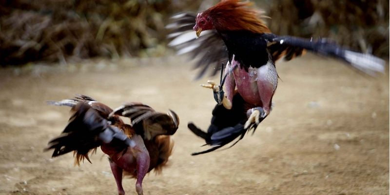 Đá gà cựa sắt ăn tiền không đơn giản chỉ là một trò chơi