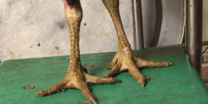 Vảy Gà Đá Hay : Phân Loại Và Cách Nhận Biết Hiệu Quả 1 Khái quát sơ lược về giá trị của vảy đá gà hay FB88