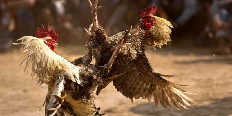 Đá Gà Trực Tiếp Bình Luận - Theo Dõi Đối Kháng Cực Chất 3 Luôn đủ tỉnh táo để đánh giá các loại kèo bẫy