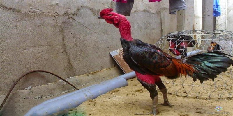 Xổ Gà Chọi Là Gì : Cách Nâng Cao Sức Chiến Cho Đấu Kê 2 Lý do cần thực hiện cách xổ chọi hiệu quả