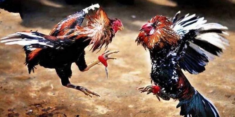 Bí Quyết Đá Gà Casino Cực Hay Từ Kinh Nghiệm Của Tiền Bối 1 Nắm rõ một số tỷ lệ kèo trong cá cược đối kháng