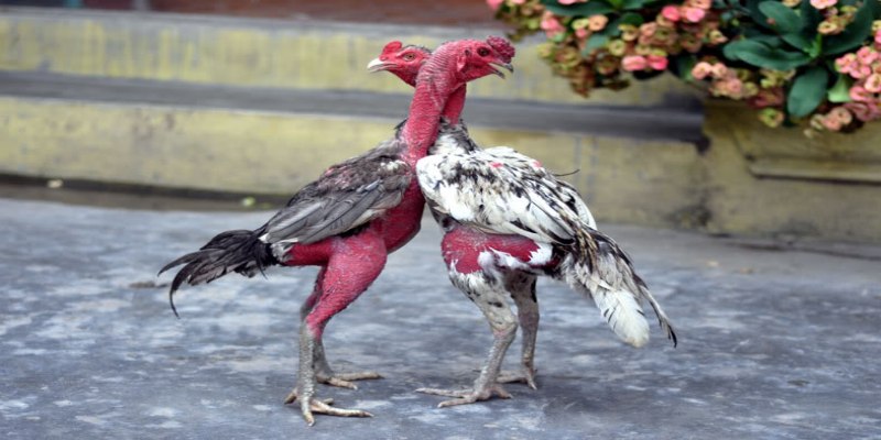 Xổ Gà Chọi Là Gì : Cách Nâng Cao Sức Chiến Cho Đấu Kê 3 Phương pháp xổ gà chọi chuẩn cao thủ