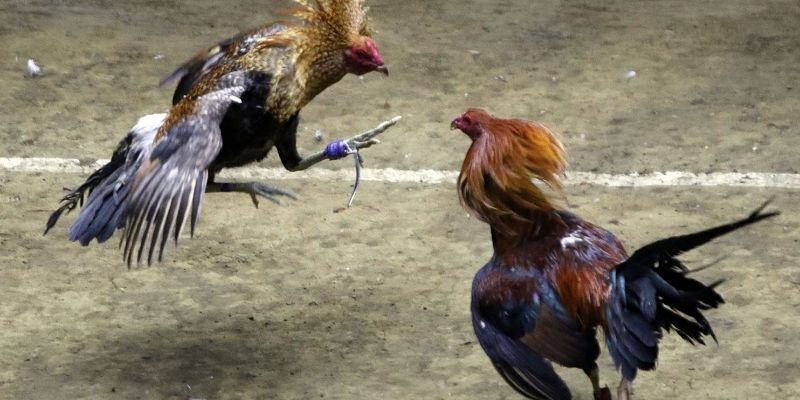 Bí Quyết Đá Gà Casino Cực Hay Từ Kinh Nghiệm Của Tiền Bối 3 Tuyệt đối nghiêm cấm tất tay khi tham gia cá cược