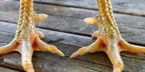 Vảy gà đá hay không chỉ là đặc điểm sinh học